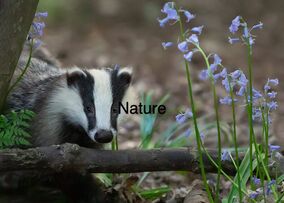 Badger and Bluebells